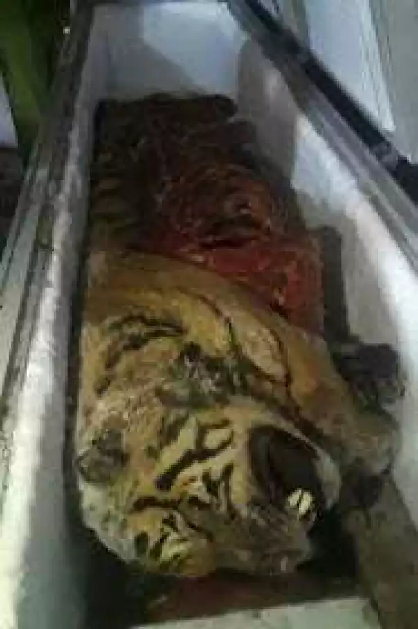 Five Frozen Tigers Are Discovered In A Man's Freezer With Their Organs Missing. Graphic Photos